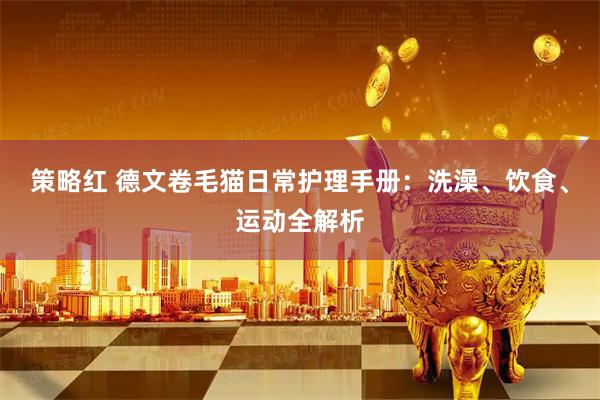 策略红 德文卷毛猫日常护理手册：洗澡、饮食、运动全解析